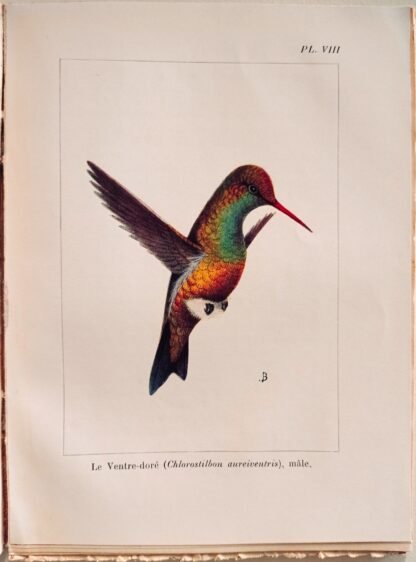 La vie des colibris