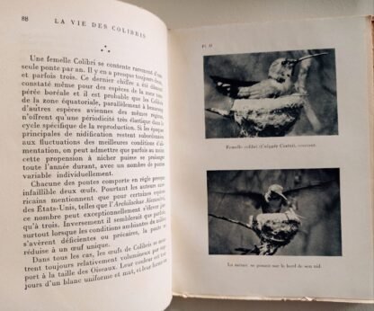 La vie des colibris